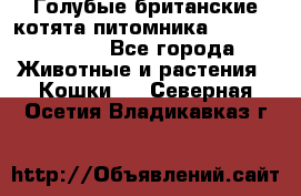 Голубые британские котята питомника Silvery Snow. - Все города Животные и растения » Кошки   . Северная Осетия,Владикавказ г.
